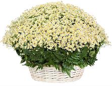 Цветочная композиция из Ромашки в корзине #REPLACE_PRED# Амерево